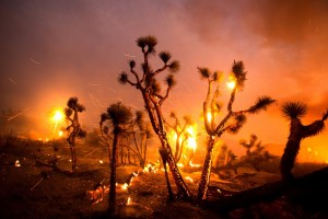 The wind whips embers from the Joshua trees burned by the Bobcat Fire in Juniper Hills, Calif., Friday, Sept. 18, 2020. Photo by Ringo H.W. Chiu - Photojournalist