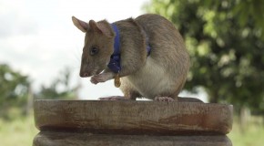 Rat Makes History as Civilian Award Recipient