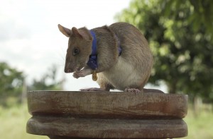 In this undated photo issued by the PDSA, People's Dispensary for Sick Animals, Cambodian landmine detection rat, Magawa is photographed wearing his PDSA Gold Medal, the animal equivalent of the George Cross, in Siem, Cambodia. A British animal charity has on Friday, Sept. 25, 2020, for the first time awarded its top civilian honor to a rat, recognizing the rodent for his "lifesaving bravery and devotion” in searching out unexploded landmines in Cambodia. (PDSA via AP)