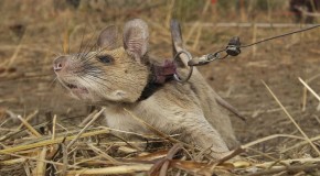Rat wins award after discovering numerous landmines