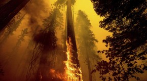 Four Guardsmen safe from Sequoia National Park wildfire