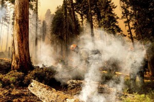 Firefighter Aidan Hart battles the Windy Fire as it burns in the Trail of 100 Giants grove of Sequoia National Forest, Calif., on Sunday, Sept. 19, 2021. (AP Photo/Noah Berger)
