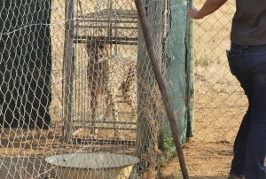 A cheetah lies inside a transport cage at the Cheetah Conservation Fund (CCF) in Otjiwarongo, Namibia, Friday, Sept. 16, 2022. The CCF will travel to India this week to deliver eight wild cheetahs to the Kuno National Park in India. Photo by Dirk Heinrich - Photojournalist