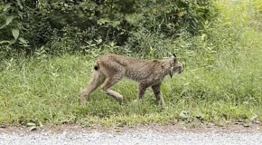 Endangered Canada Lynx Spotted in Vermont