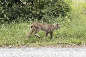 In this image made from a video shot and provided by Gary Shattuck, aCanada lynx, an endangered species in Vermont, was spotted walking along a rural road, Aug. 17, 2024 in Shrewsbury, Vermont. (Gary Shattuck via AP)