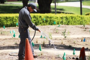 Spring has sprung: Groundskeeper Alberto Ramos waters the native plants near the Pearson Library individually to make sure each gets the proper amount of water. The garden project is still a work in progress. Photo by Arianna Macaluso - Photo Editor