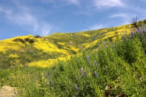 Hills of gold: The recent rain transformed the hills of Paramount Ranch near Agoura Hills into a wildflower paradise. While many people go far afield to places such as Antelope Valley to see the bloom, there any many hiking spots close to Cal Lutheran where native flowers can be seen. Photo by Gabby Flores- photojournalist.