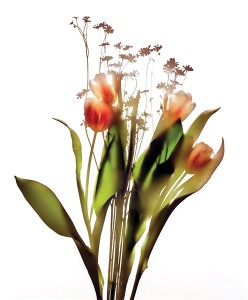 Tulip Bouquet by Carol Henry