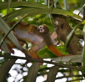 4Adult female traveling with baby